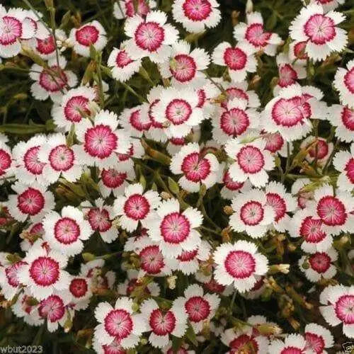Dianthus deltoides, Arctic Fire' FLOWERS Seed - Caribbean garden seed