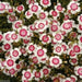 Dianthus deltoides, Arctic Fire' FLOWERS Seed - Caribbean garden seed