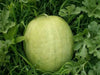 Desert King Watermelon seeds~ ~Yellow Flesh~ - Caribbean garden seed