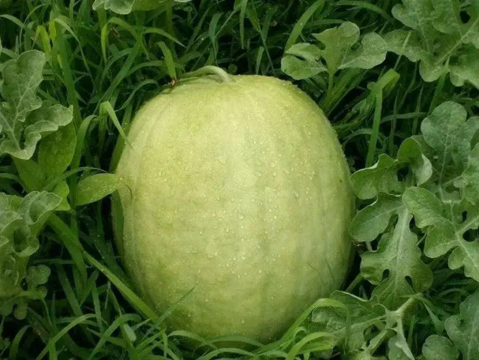 Desert King Watermelon seeds~ ~Yellow Flesh~ - Caribbean garden seed