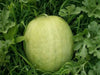 Desert King Watermelon seeds~ ~Yellow Flesh~ - Caribbean garden seed