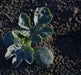 Desert King Watermelon seeds~ ~Yellow Flesh~ - Caribbean garden seed