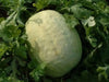 Desert King Watermelon seeds~ ~Yellow Flesh~ - Caribbean garden seed