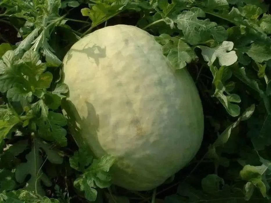 Desert King Watermelon seeds~ ~Yellow Flesh~ - Caribbean garden seed