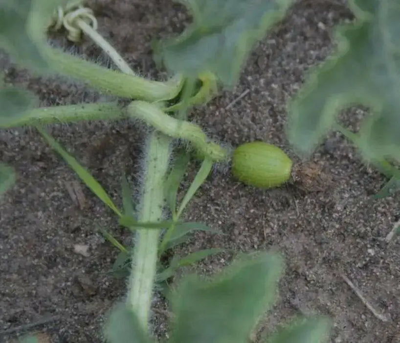 Desert King Watermelon seeds~ ~Yellow Flesh~ - Caribbean garden seed