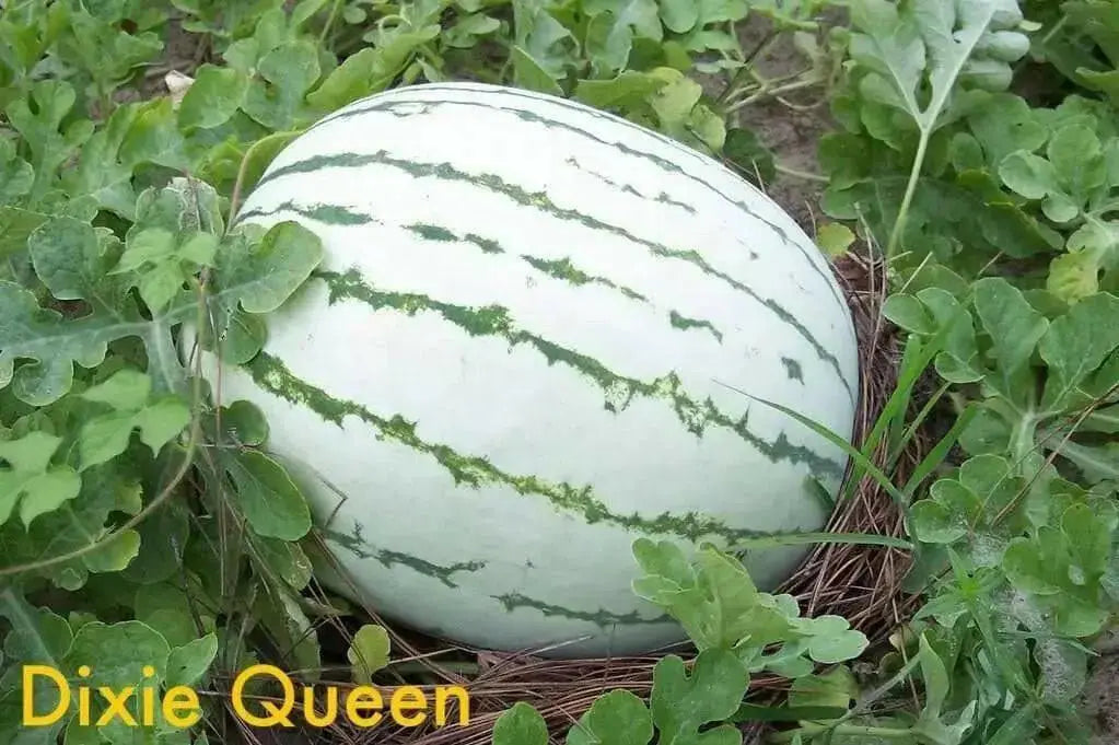 Dixie queen,watermelon Seeds- VINE - Caribbean garden seed