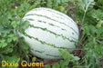 Dixie queen,watermelon Seeds- VINE - Caribbean garden seed