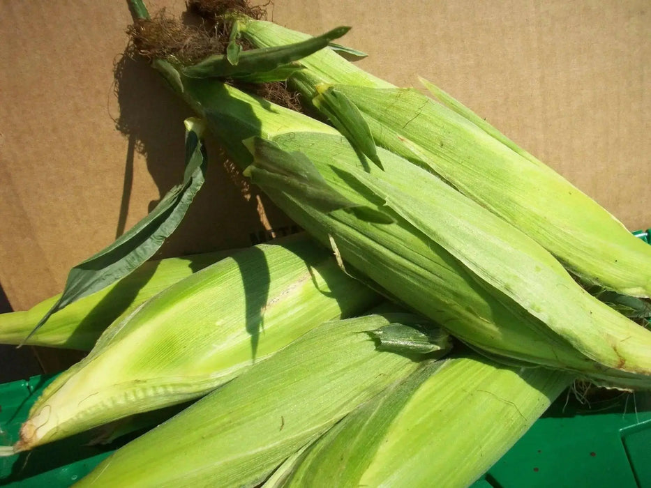 DELECTABLE bi- Color Sweet Corn Seeds. - Caribbean garden seed