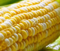 DELECTABLE bi- Color Sweet Corn Seeds. - Caribbean garden seed