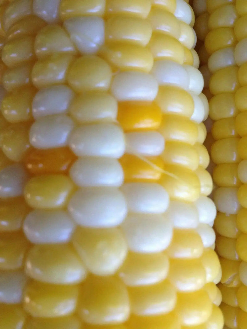 DELECTABLE bi- Color Sweet Corn Seeds. - Caribbean garden seed