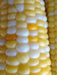 DELECTABLE bi- Color Sweet Corn Seeds. - Caribbean garden seed