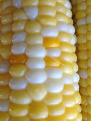 DELECTABLE bi- Color Sweet Corn Seeds. - Caribbean garden seed