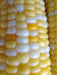 DELECTABLE bi- Color Sweet Corn Seeds. - Caribbean garden seed