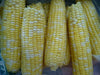 DELECTABLE bi- Color Sweet Corn Seeds. - Caribbean garden seed