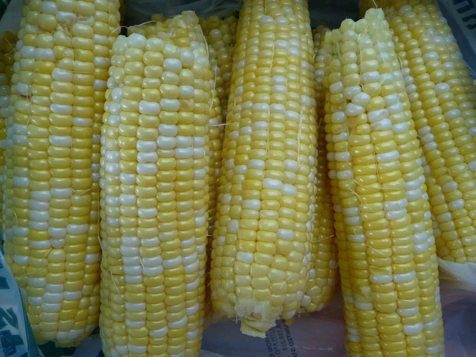 DELECTABLE bi- Color Sweet Corn Seeds. - Caribbean garden seed