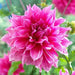 DinnerPlate Dahlia Emory Paul (tubers) PERENNIAL FLOWERS - Caribbean garden seed