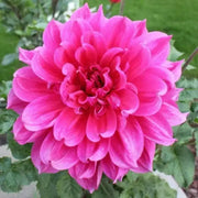 DinnerPlate Dahlia Emory Paul (tubers) PERENNIAL FLOWERS - Caribbean garden seed