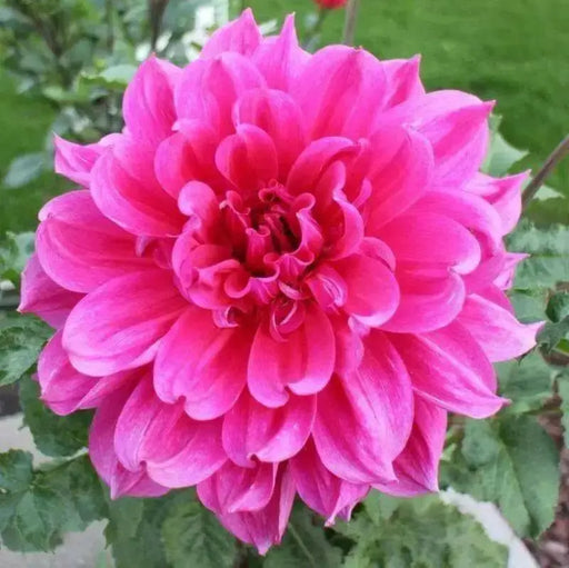 DinnerPlate Dahlia Emory Paul (tubers) PERENNIAL FLOWERS - Caribbean garden seed