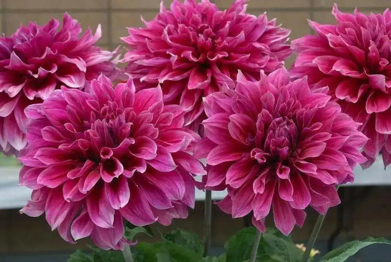 DinnerPlate Dahlia Emory Paul (tubers) PERENNIAL FLOWERS - Caribbean garden seed