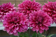 DinnerPlate Dahlia Emory Paul (tubers) PERENNIAL FLOWERS - Caribbean garden seed