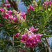 Desert willow SEEDS, (Chilopsis linearis) flowering tree - Caribbean garden seed