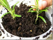 Desert willow SEEDS, (Chilopsis linearis) flowering tree - Caribbean garden seed