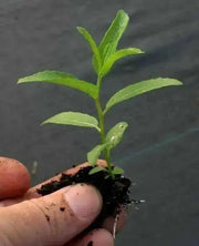 Desert willow SEEDS, (Chilopsis linearis) flowering tree - Caribbean garden seed