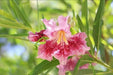 Desert willow SEEDS, (Chilopsis linearis) flowering tree - Caribbean garden seed