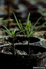 Desert willow SEEDS, (Chilopsis linearis) flowering tree - Caribbean garden seed