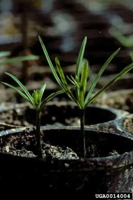 Desert willow SEEDS, (Chilopsis linearis) flowering tree - Caribbean garden seed
