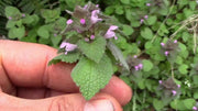 Dead nettle SEEDS, ANNUAL FLOWERS HERB - Caribbean garden seed