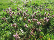 Dead nettle SEEDS, ANNUAL FLOWERS HERB - Caribbean garden seed