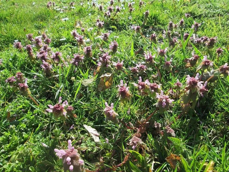 Dead nettle SEEDS, ANNUAL FLOWERS HERB - Caribbean garden seed
