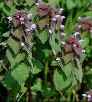 Dead nettle SEEDS, ANNUAL FLOWERS HERB - Caribbean garden seed