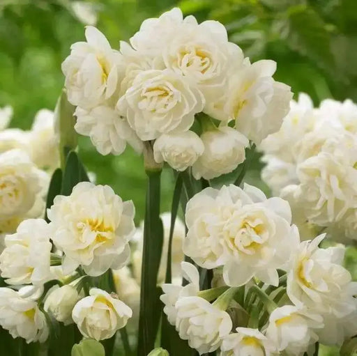 DFFODIL Erlicheer, Paperwhite Blubs, FALL BULBS - Caribbean garden seed
