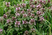 Dead nettle SEEDS, ANNUAL FLOWERS HERB - Caribbean garden seed