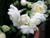 DFFODIL Erlicheer, Paperwhite Blubs, FALL BULBS - Caribbean garden seed