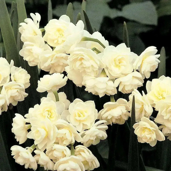 DFFODIL Erlicheer, Paperwhite Blubs, FALL BULBS - Caribbean garden seed