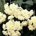 DFFODIL Erlicheer, Paperwhite Blubs, FALL BULBS - Caribbean garden seed