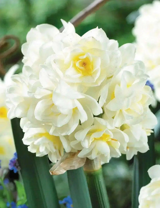 DFFODIL Erlicheer, Paperwhite Blubs, FALL BULBS - Caribbean garden seed