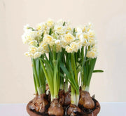 DFFODIL Erlicheer, Paperwhite Blubs, FALL BULBS - Caribbean garden seed