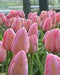 Design Impression -TULIP Bulb, FALL PLANTING - Caribbean garden seed