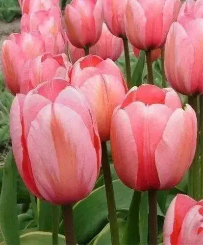 Design Impression -TULIP Bulb, FALL PLANTING - Caribbean garden seed