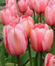 Design Impression -TULIP Bulb, FALL PLANTING - Caribbean garden seed