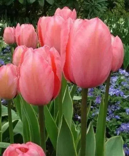 Design Impression -TULIP Bulb, FALL PLANTING - Caribbean garden seed