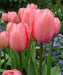 Design Impression -TULIP Bulb, FALL PLANTING - Caribbean garden seed