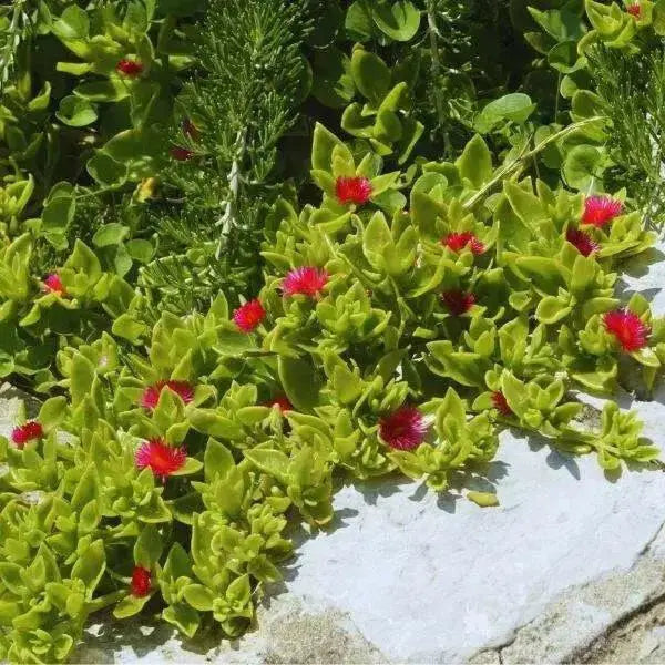 Dorotheanthus Candy Apple Red  ( live Starter Plant) Perennial succulent - Caribbean garden seed
