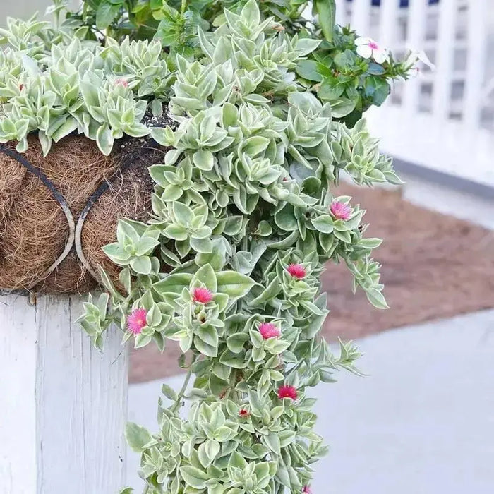 Dorotheanthus Candy Apple Red  ( live Starter Plant) Perennial succulent - Caribbean garden seed