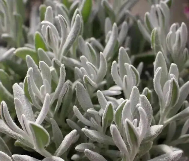 Didelta Silver Strand ( live Starter Plant) Perennial succulent - Caribbean garden seed