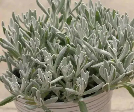 Didelta Silver Strand ( live Starter Plant) Perennial succulent - Caribbean garden seed